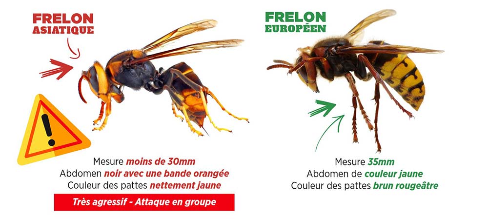 Frelon asiatique VS frelon européen