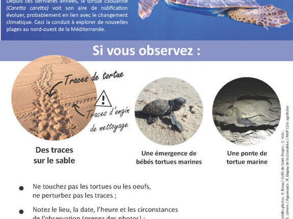 Pour la première fois cet été, une tortue a pondu sur une plage du Var