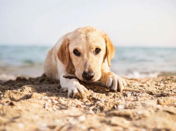 Présence des chiens sur les plages